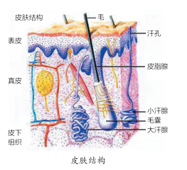 敏感皮肤≠过敏，为什么我的皮肤会变成“敏感肌肤”