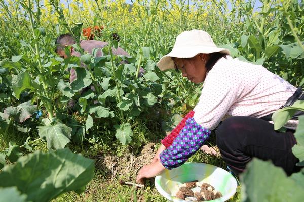 沿河中界镇：油菜地里撑起朵朵“致富伞”