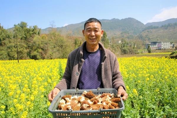 沿河中界镇：油菜地里撑起朵朵“致富伞”