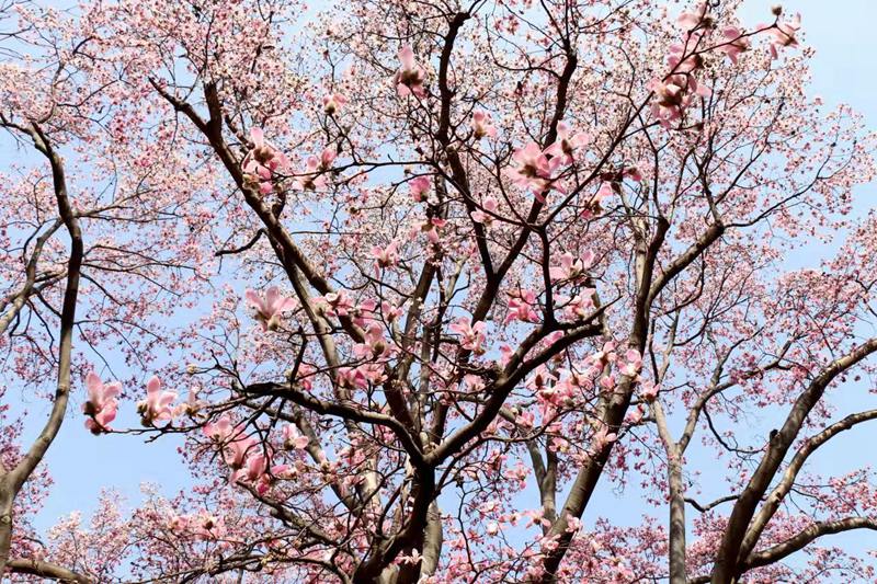 河南鲁山：千年“辛夷王”花开正怒