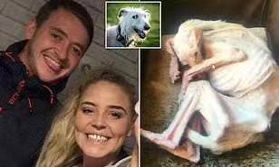 英国夫妻因将小狗饿到濒死被监禁12周，小狗瘦成皮包骨