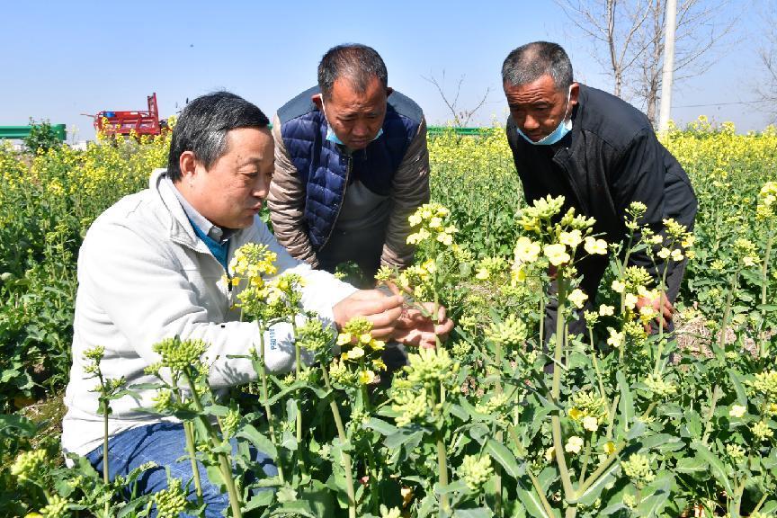 安徽巢湖：农技人员包村联户助科技种田