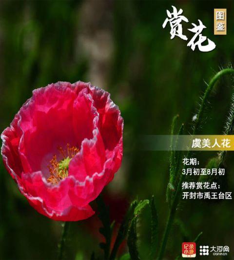 图鉴丨豫见春季赏花地 你的家乡最适合赏啥花？