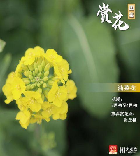 图鉴丨豫见春季赏花地 你的家乡最适合赏啥花？