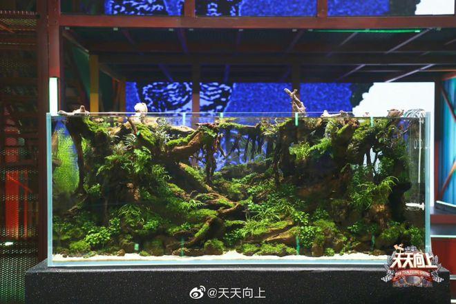 中国女足王霜《天天向上》履行和孩子们的约定 “水哥”王昱珩助阵植物专场