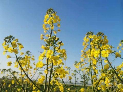 鄂州花农“种”出尺寸最大花海，“城楼”巨作面积8.2亩