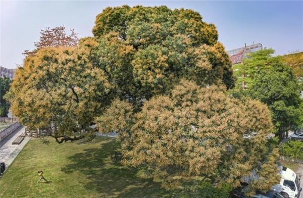 白云区夏茅香芒将现“芒芒”花海