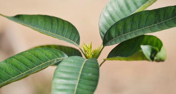 白云区夏茅香芒将现“芒芒”花海