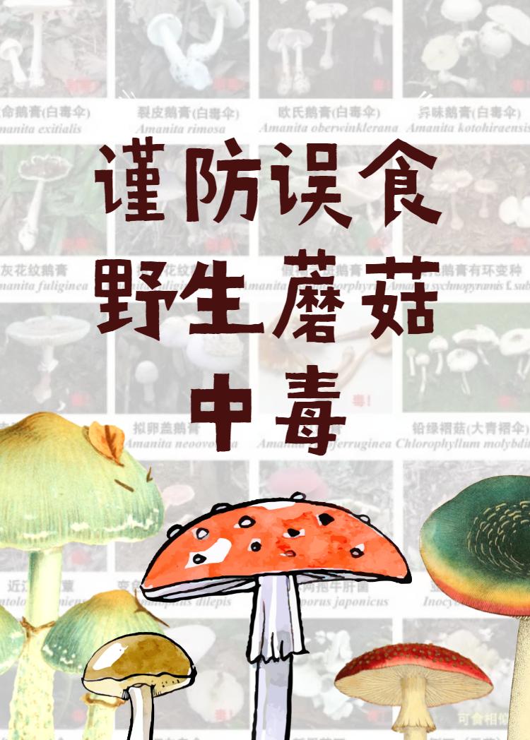 @光明er，危险危险危险！这些野生蘑菇，看到请远离！