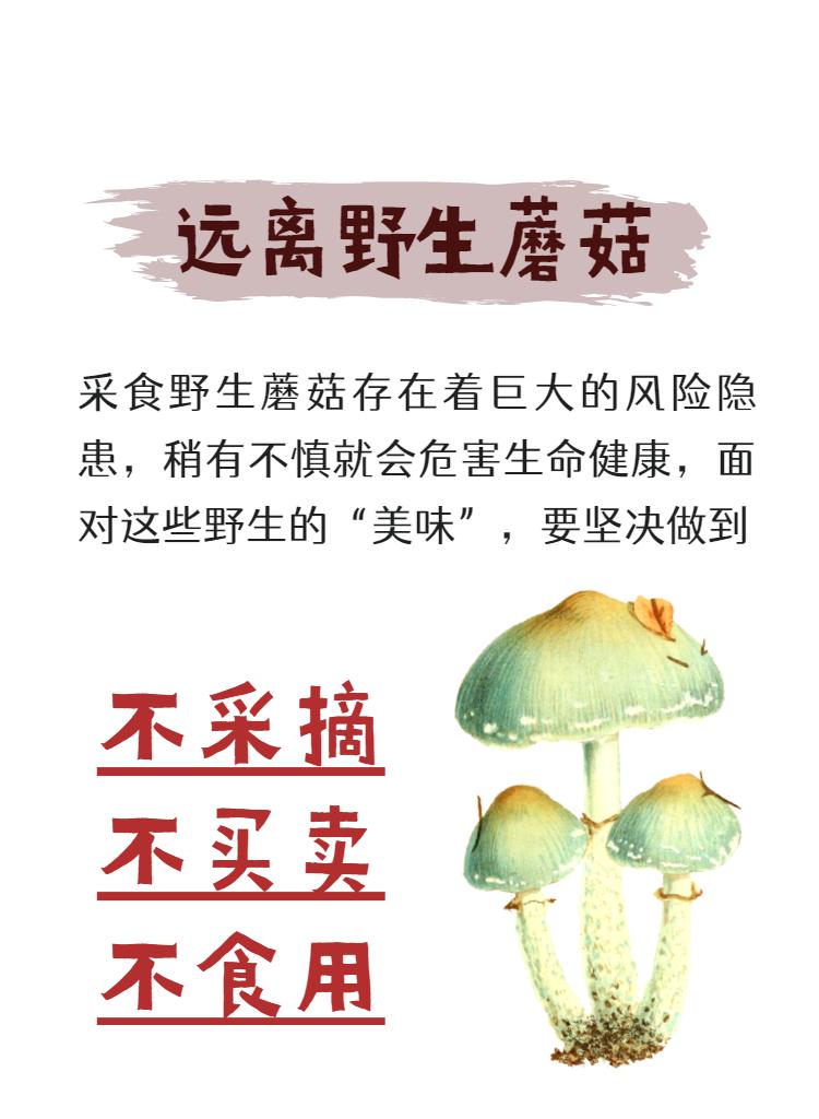 @光明er，危险危险危险！这些野生蘑菇，看到请远离！