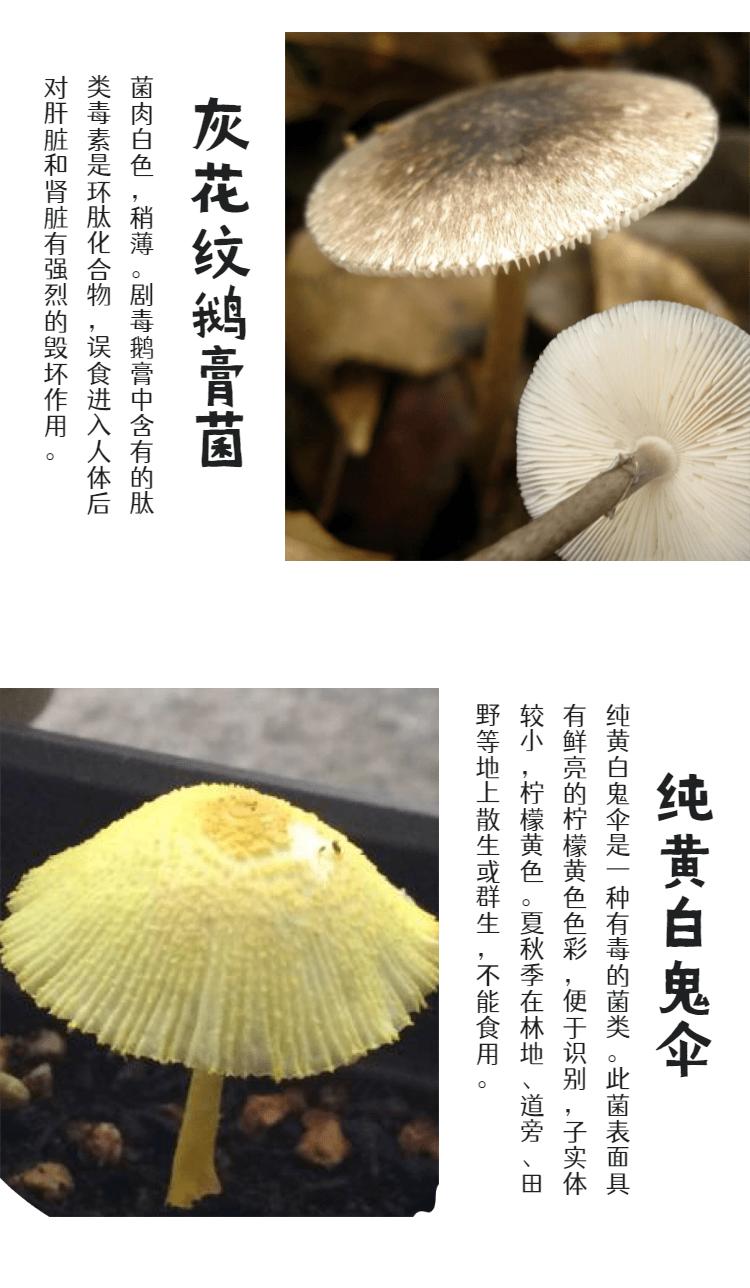 @光明er，危险危险危险！这些野生蘑菇，看到请远离！