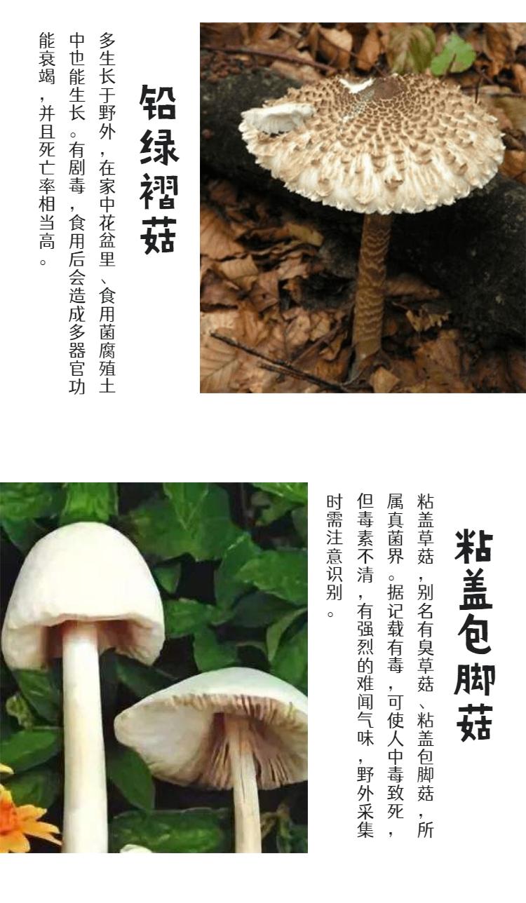 @光明er，危险危险危险！这些野生蘑菇，看到请远离！