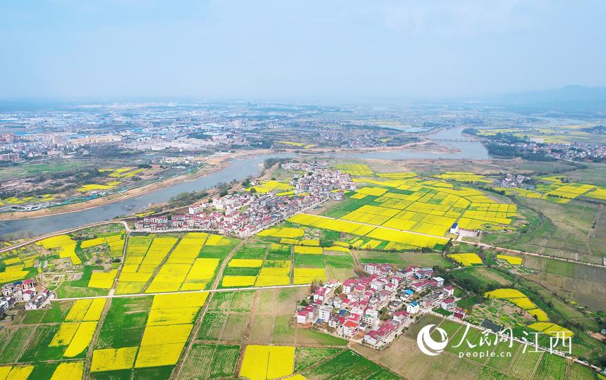 江西安义：油菜花开“满地金”