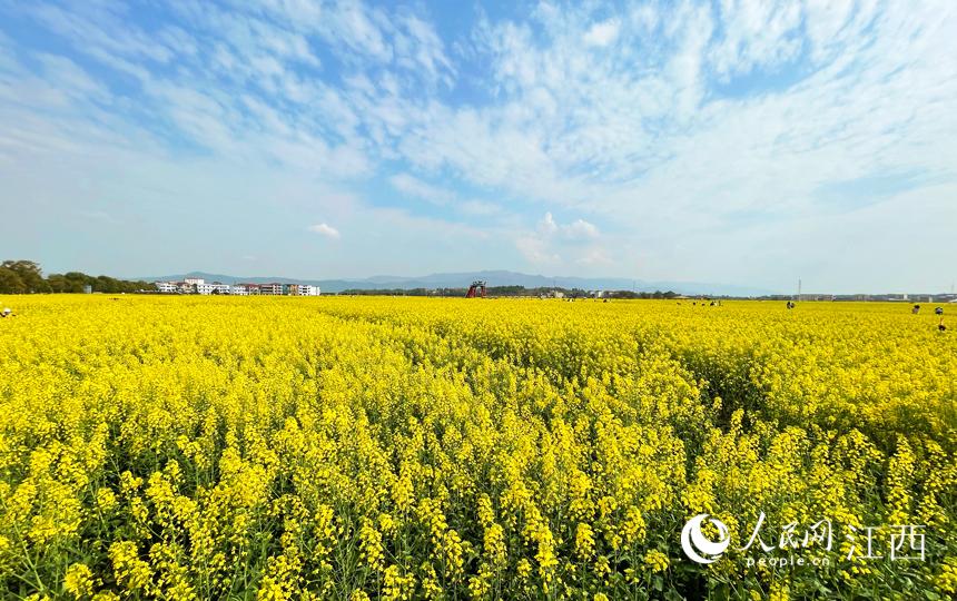 江西安义：油菜花开“满地金”