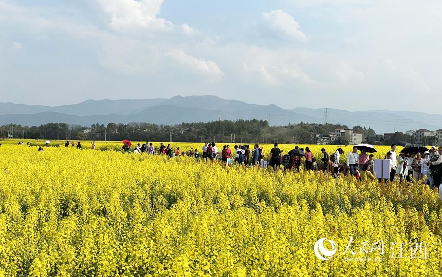 江西安义：油菜花开“满地金”