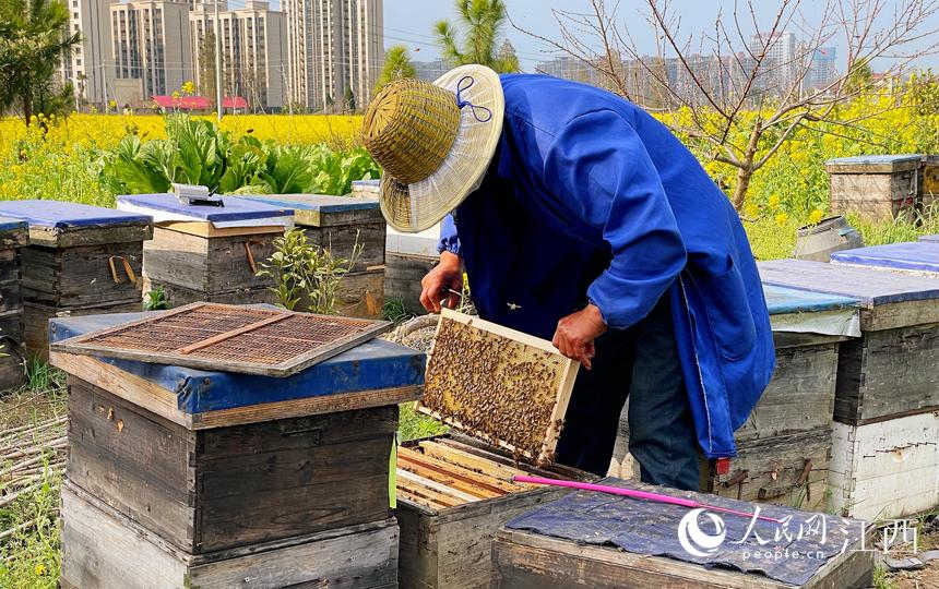 江西安义：油菜花开“满地金”