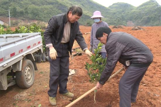 富川：不负春光不误农时 脐橙苗木开工种植