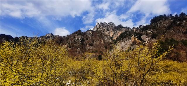 河南老界岭：万亩山茱萸花盛开 呈现金色海洋