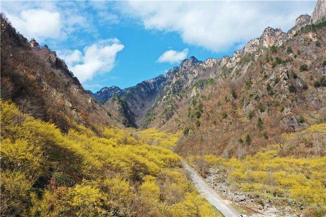 河南老界岭：万亩山茱萸花盛开 呈现金色海洋