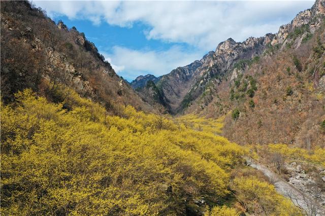 河南老界岭：万亩山茱萸花盛开 呈现金色海洋