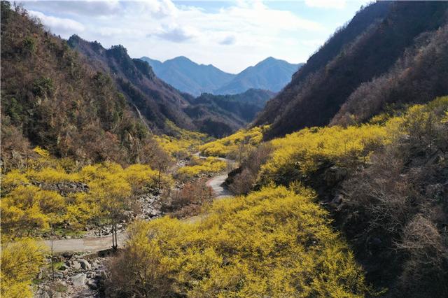 河南老界岭：万亩山茱萸花盛开 呈现金色海洋