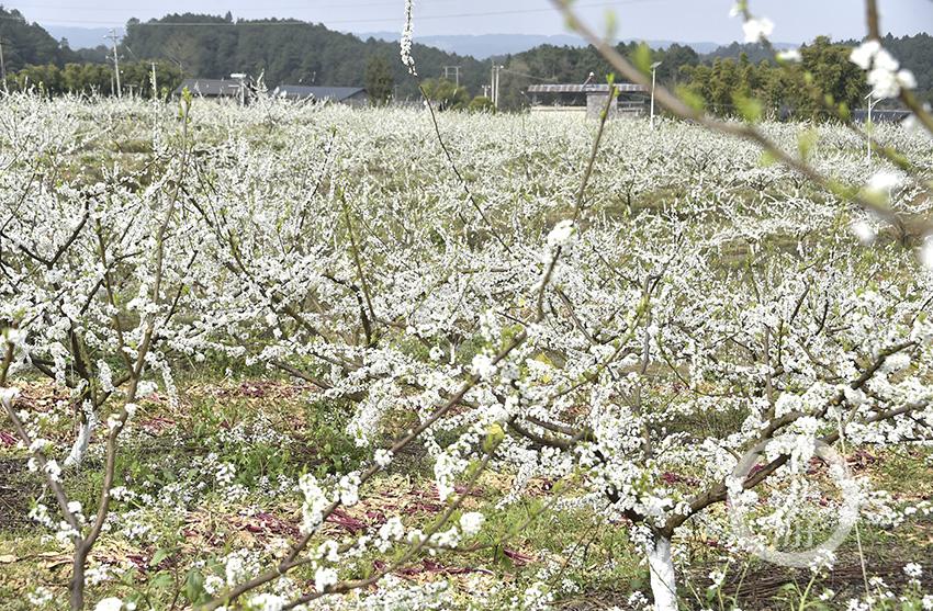 涪陵青羊镇：350亩李花开 进村恍入世外桃源