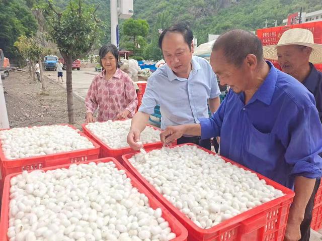 养春蚕 铺“丝路”郧西县开展桑蚕种养技术培训