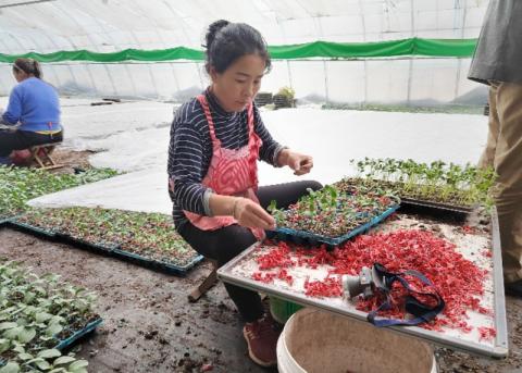 抢早种瓜苗！北京头茬西瓜预计4月中旬上市