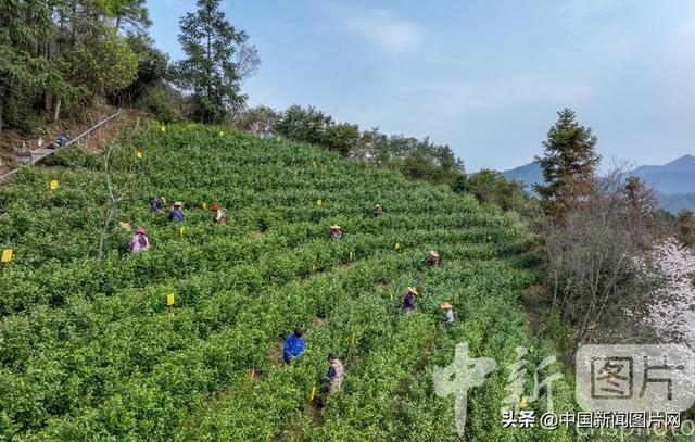 浙江淳安：千岛湖畔春茶采摘正当时