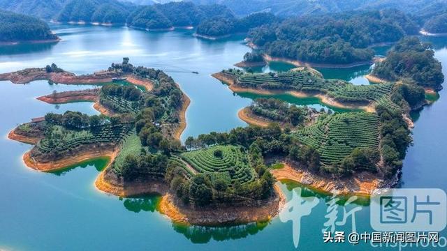 浙江淳安：千岛湖畔春茶采摘正当时