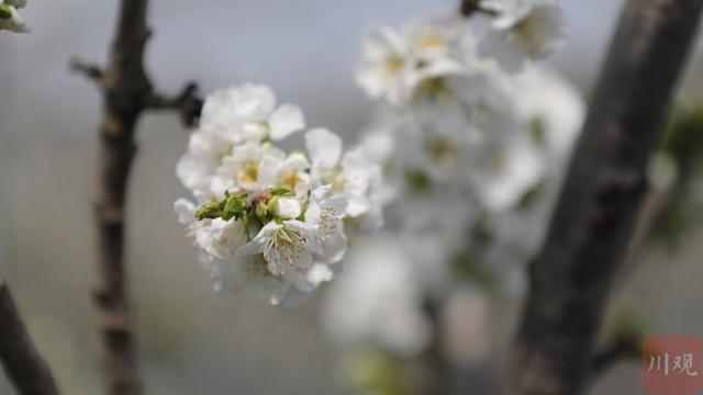 车厘子花你见过吗？这里将迎来成都平原第一波车厘子