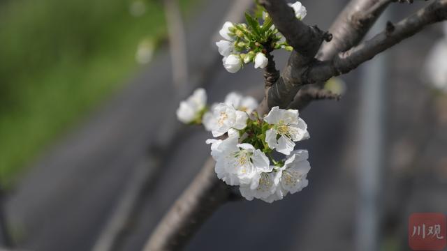 车厘子花你见过吗？这里将迎来成都平原第一波车厘子