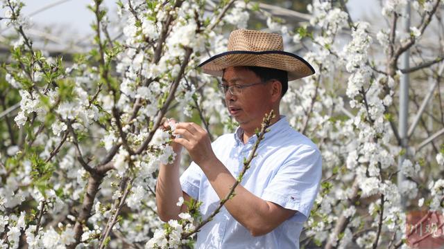 车厘子花你见过吗？这里将迎来成都平原第一波车厘子