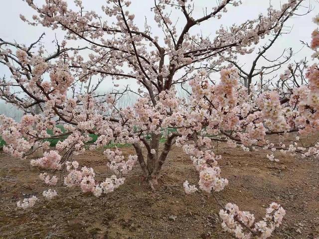 河南尉氏县永兴镇樱桃花开浓 特色种植助力农民增收