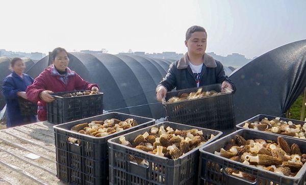 黔南惠水：800亩羊肚菌为村民撑起“致富伞”