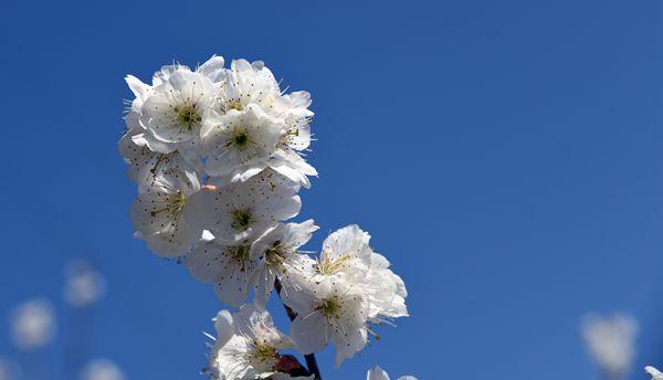 黔南罗甸：樱桃花迎春绽 开出乡村振兴“致富花”