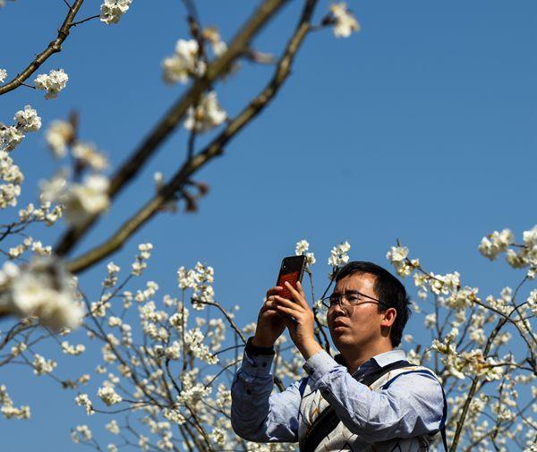 黔南罗甸：樱桃花迎春绽 开出乡村振兴“致富花”