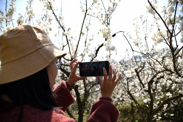 黔南罗甸：樱桃花迎春绽 开出乡村振兴“致富花”