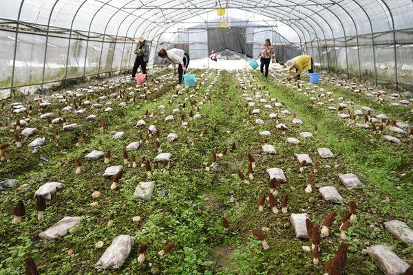 毕节金沙：高品质羊肚菌助推产业增效