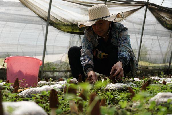 毕节金沙：高品质羊肚菌助推产业增效