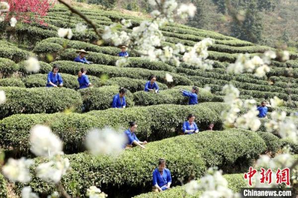广西侗寨茶农梨花树下采春茶