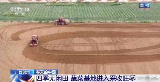 四季无闲田 广西贺州蔬菜基地进入采收旺季