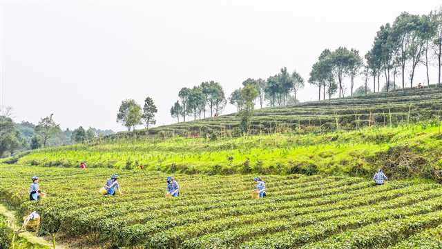 茶园游助增收