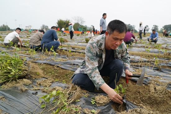 横州市：栽花植树修水利 兴产助农促振兴