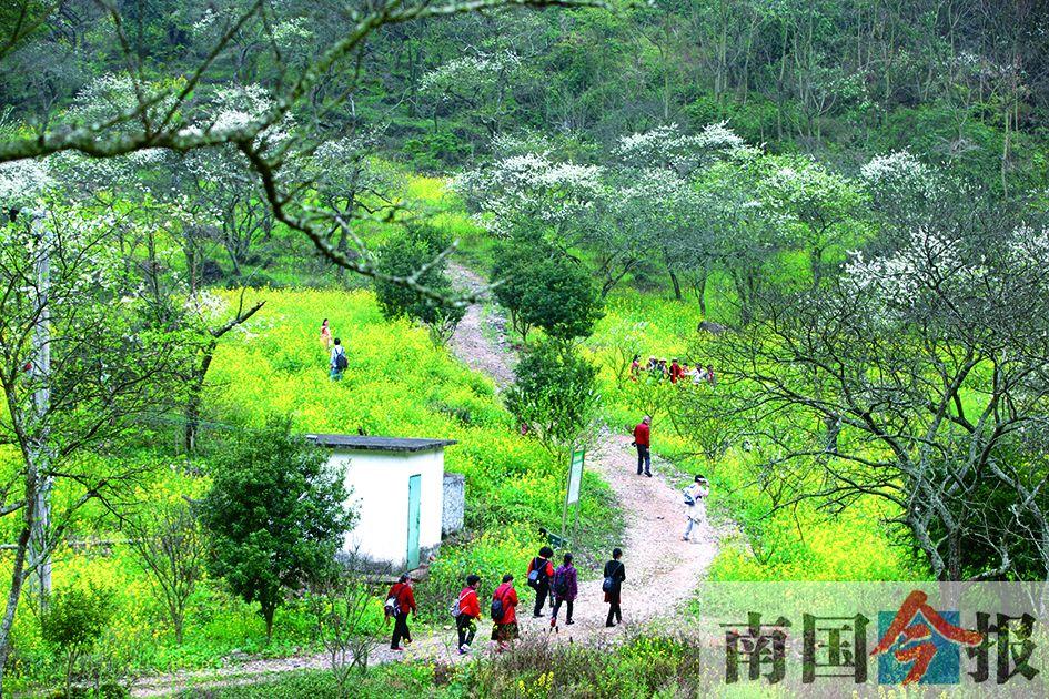 大美中国·壮美广西丨融安铜板:开启乡村振兴美丽之旅