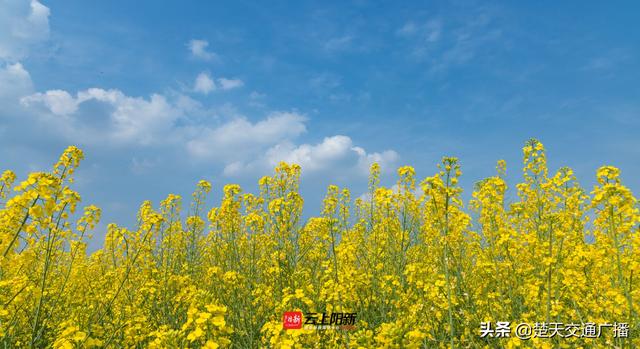 黄石市阳新县：油菜花华丽绽放 春景如画产业兴