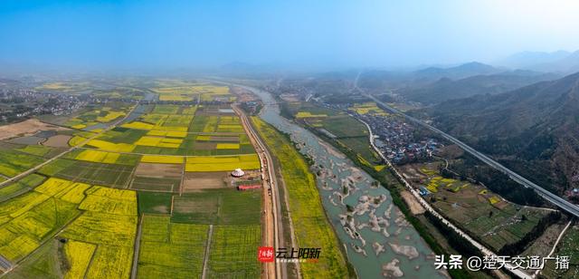 黄石市阳新县：油菜花华丽绽放 春景如画产业兴