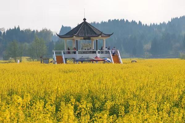 潼南：“油菜花”绽放琼江河畔 “花经济”助力乡村振兴