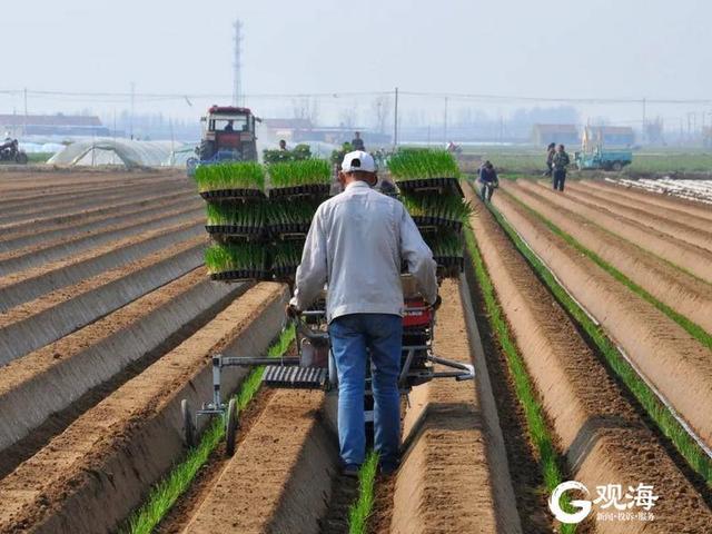 多地借鉴！青岛大葱全程机械化生产模式入选全国典型案例