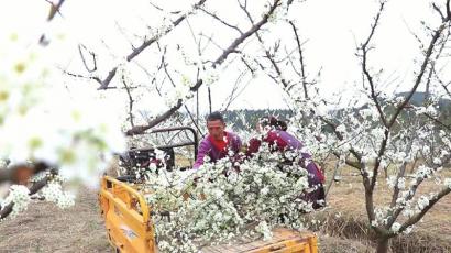 梓潼万亩李花开 村民引蜂授粉忙